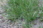 Bahia grass